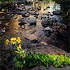 Bridalveil Creek Wildflower