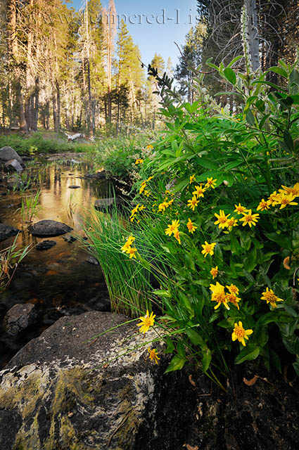 Bridalveil Creek Wildflowers