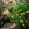 Bridalveil Creek Wildflowers