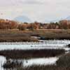 Sacramento NWR