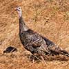 Wild Turkey Family