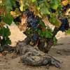 Evangelho Vineyard Harvest