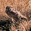 Burrowing Owl