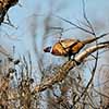 Ring-Necked Pheasant