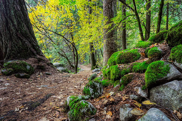 Pohono Path