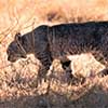 Bobcat