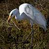 Great Egret Snacking on a Rodent