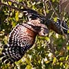 Red-Shouldered Hawk