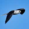 White-Tailed Kite