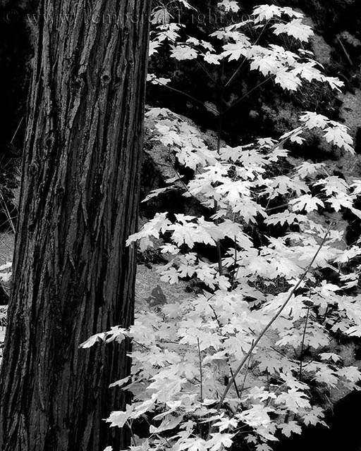 Fall Colors in Black and White