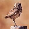 Burrowing Owl