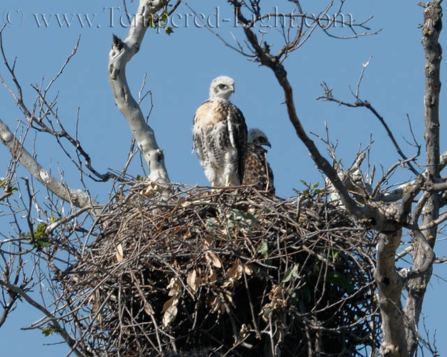 Red-Tailed Hawk Nest