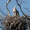 Red-Tailed Hawk Nest