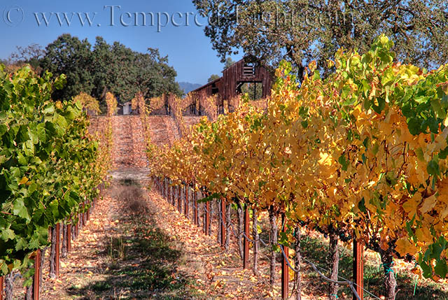 Autumn Vineyards