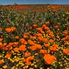 California Poppies