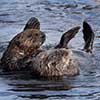 Sea Otters