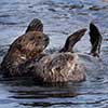 Sea Otters