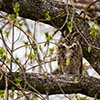 Great Horned Owl