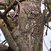 Great Horned Owl