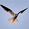 White-Tailed Kite