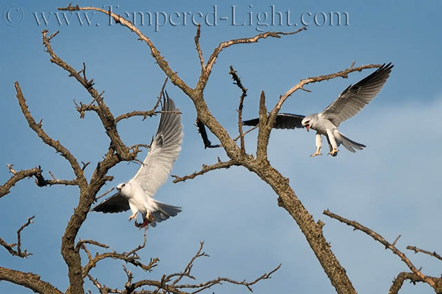 White-Tailed Kites