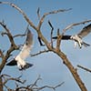 White-Tailed Kites