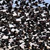 Red-Winged Blackbirds