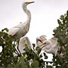 Egret Conflict