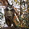 Great Horned Owl