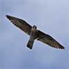 Peregrine Falcon