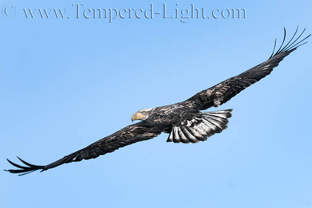 Bald Eagle (Juvenile)