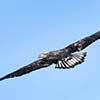 Bald Eagle (Juvenile)