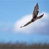 Northern Harrier