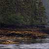 Harbor Seals