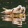 Harbor Seals