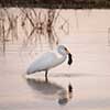 Egret with Prey