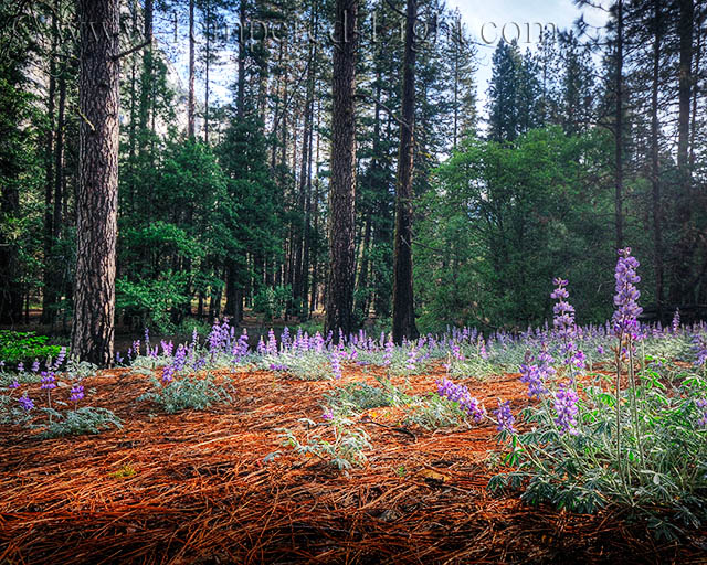 Lupines near Cathedral Beach