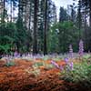 Lupines near Cathedral Beach