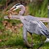 Great Blue Heron with a Snack