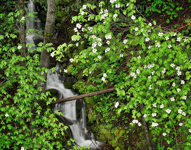 Avalanche Creek