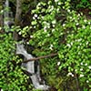 Avalanche Creek