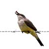 Western Kingbird