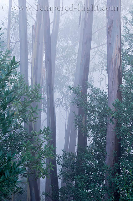 Eucaplyptus in Fog