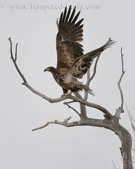 Bald Eagle (Juvenile)