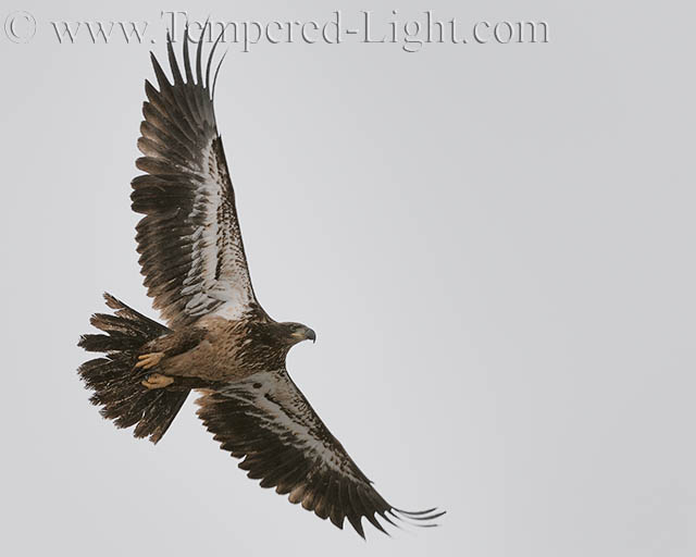 Bald Eagle (Juvenile)
