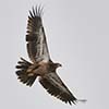 Bald Eagle (Juvenile)