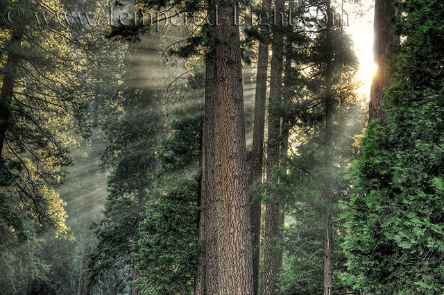 Light of Day