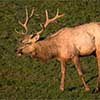 Tule Elk