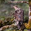 3rd-Year Immature Bald Eagle