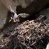 Peregrine Falcon Nest